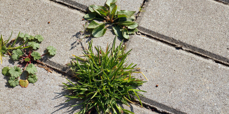 TM-Bolz-Dienstleistungen-Gruen-Grau-Pflege-Unkrautbeseitigung